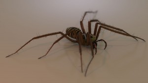 Spinne2